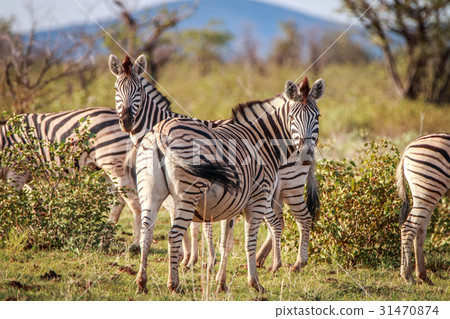 Zebras standing in the grass and starring. Zebras standing in the grass and starring. 31470874