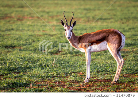 Springbok standing in the grass. Springbok standing in the grass. 31470879