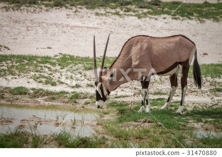 Gemsbok grazing in the Kgalagadi. 31470880