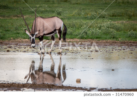 Gemsbok drinking from a pool of water. Gemsbok drinking from a pool of water. 31470960