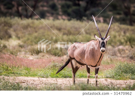 Gemsbok standing in the grass and starring. 31470962