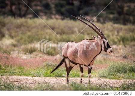 Gemsbok standing in the grass and starring. 31470963