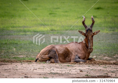 Red hartebeest rubbing it self in the mud. Red hartebeest rubbing it self in the mud. 31470964