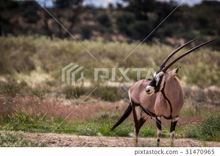 Gemsbok standing in the grass and starring. 31470965