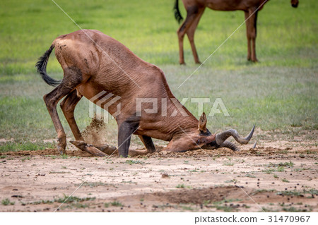 Red hartebeest rubbing it self in the mud. Red hartebeest rubbing it self in the mud. 31470967