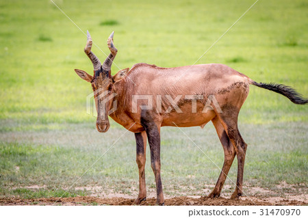 Red hartebeest standing in the mud. Red hartebeest standing in the mud. 31470970