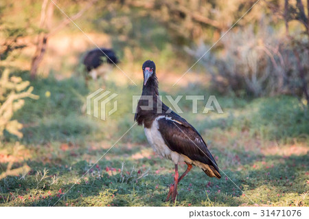 Abdim's stork standing in the grass. Abdim's stork standing in the grass. 31471076