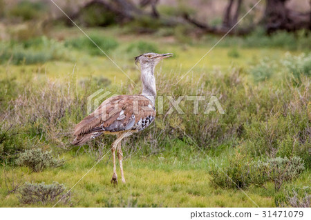 Kori bustard walking in the grass. Kori bustard walking in the grass. 31471079