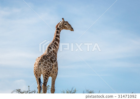 Side profile of a Giraffe in Kgalagadi. Side profile of a Giraffe in Kgalagadi. 31471092