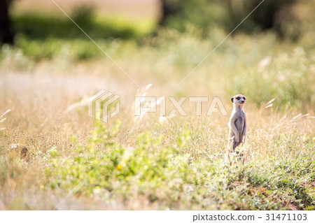 Meerkat on the lookout in the Kgalagadi. Meerkat on the lookout in the Kgalagadi. 31471103