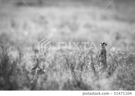 Meerkat on the lookout in black and white. 31471104