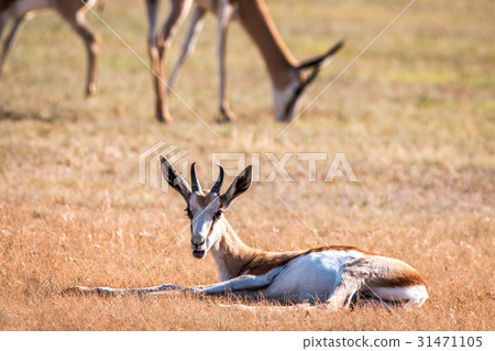 Young Springbok laying in the grass. 31471105