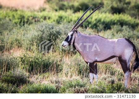 Side profile of a Gemsbok in Kgalagadi. 31471130