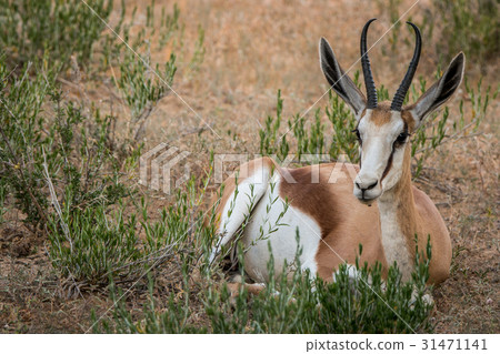 Springbok laying in the grass. Springbok laying in the grass. 31471141