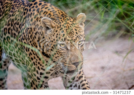 Side profile of a big male Leopard. Side profile of a big male Leopard. 31471237