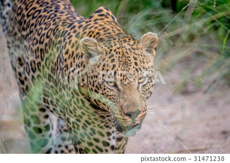 Side profile of a big male Leopard. Side profile of a big male Leopard. 31471238