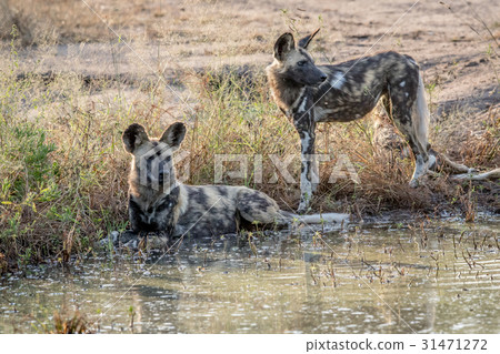 Two African wild dogs next to the water. Two African wild dogs next to the water. 31471272