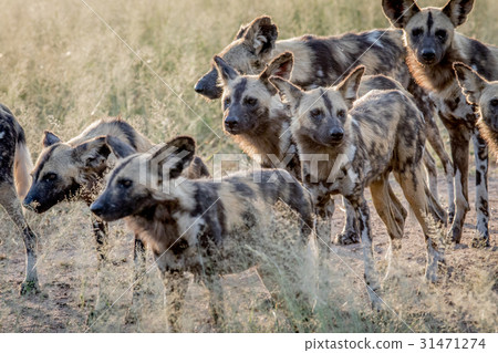 Pack of African wild dogs walking in the sand. Pack of African wild dogs walking in the sand. 31471274