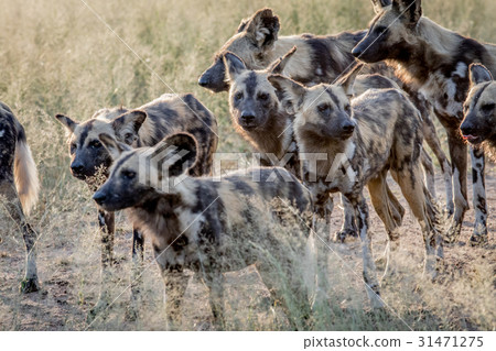 Pack of African wild dogs walking in the sand. 31471275