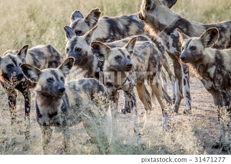 Pack of African wild dogs walking in the sand. Pack of African wild dogs walking in the sand. 31471277