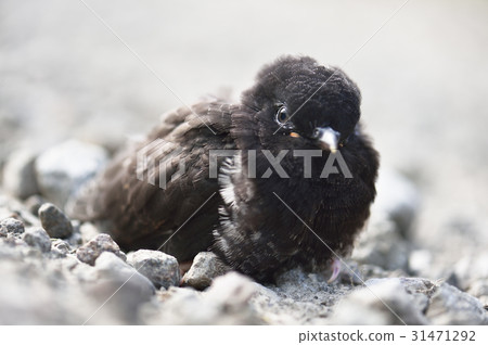 鳥的小雞 31471292