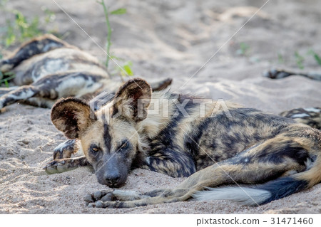 African wild dog laying in the sand. African wild dog laying in the sand. 31471460
