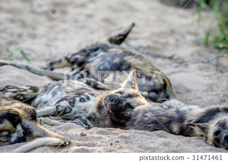 African wild dog sleeping in the sand. African wild dog sleeping in the sand. 31471461