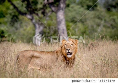 Young male Lion standing in the high grass. 31471476