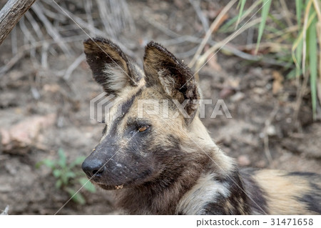 Side profile of an African wild dog. 31471658