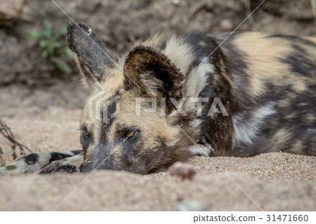African wild dog laying in the sand. 31471660