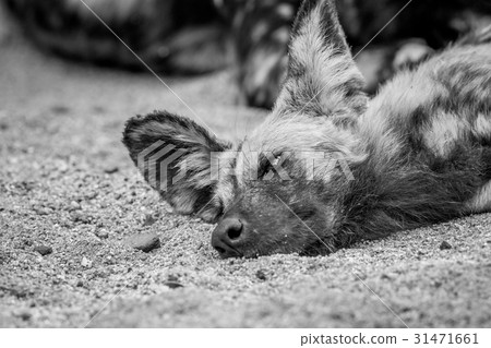 African wild dog laying in the sand. African wild dog laying in the sand. 31471661