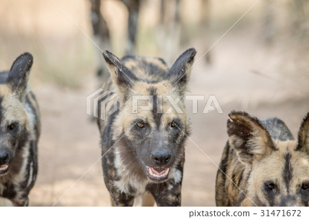 African wild dogs walking towards the camera. 31471672