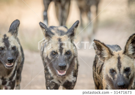 African wild dogs walking towards the camera. 31471673