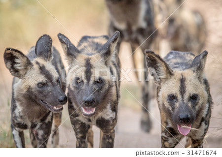 African wild dogs walking towards the camera. African wild dogs walking towards the camera. 31471674