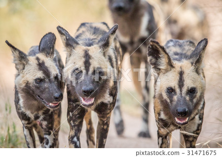 African wild dogs walking towards the camera. 31471675