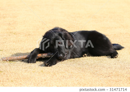 Big puppy Big puppy 31471714