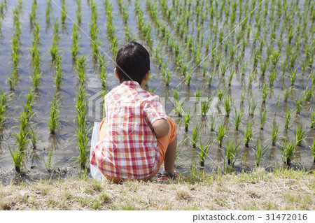Boys playing in rice field 31472016