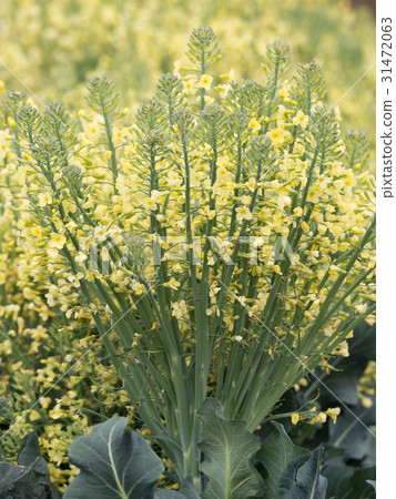 西蘭花田 西蘭花田 31472063