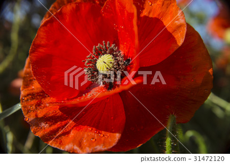 Beautiful field red poppies with selective focus Beautiful field red poppies with selective focus 31472120