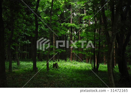 Forest landscape in June Forest landscape in June 31472165