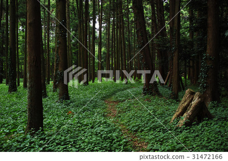 六月的森林景觀 六月的森林景觀 31472166