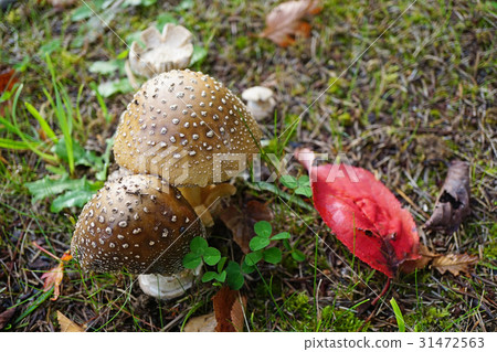毒蘑菇Ibotengata 31472563