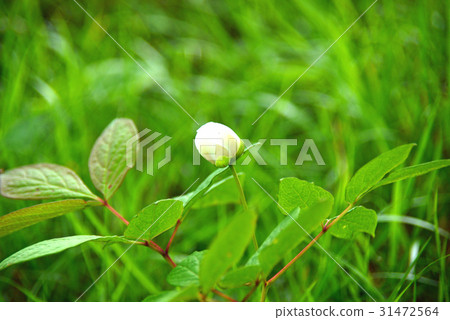 Yamax牡丹的芽 31472564