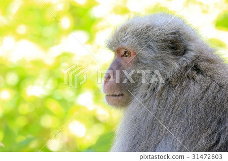 凝視遠處的領域猴子 31472803