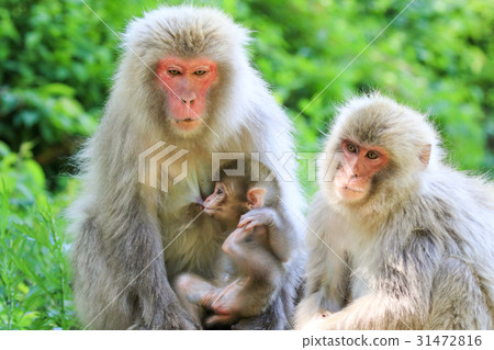 Family breastfeeding of wild monkeys 31472816