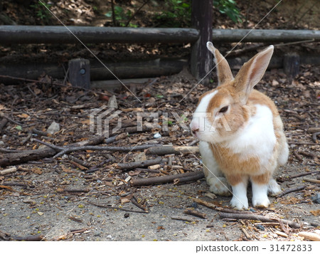 Mr. rabbit Mr. rabbit 31472833