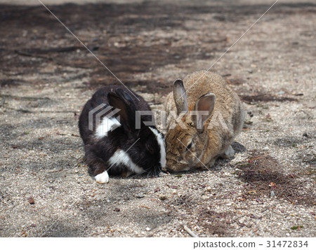 Good friend rabbit Good friend rabbit 31472834