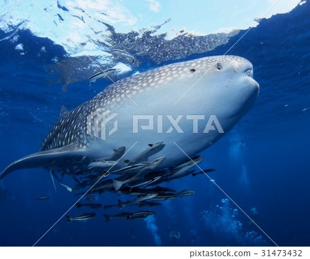 Whale and whale shark 31473432