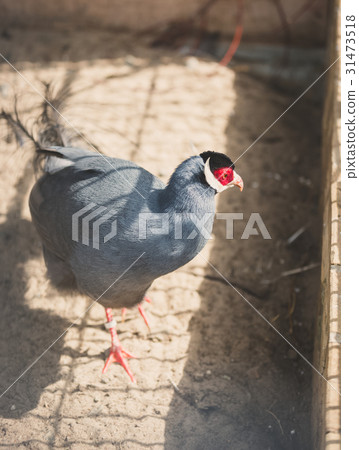 Blue eared pheasant in cage at zoo 31473518