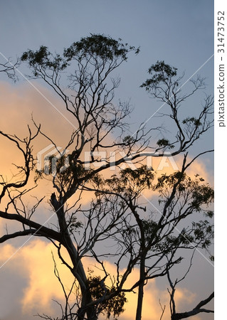 Bare trees silhouettes Bare trees silhouettes 31473752